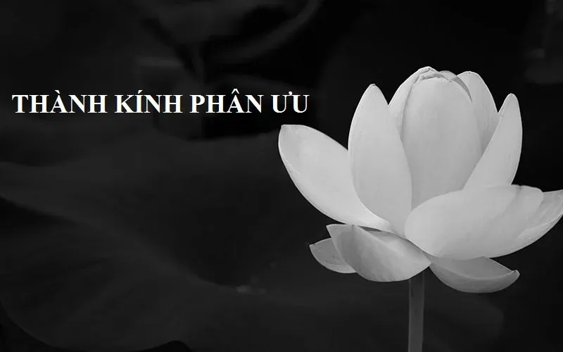 50+ hình ảnh hoa sen trắng đám tang tuyển tập ý nghĩa · ảnh 2