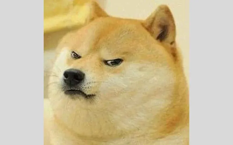 60+ ảnh meme con chó hài hước khiến bạn cười ngập bụng · ảnh 1