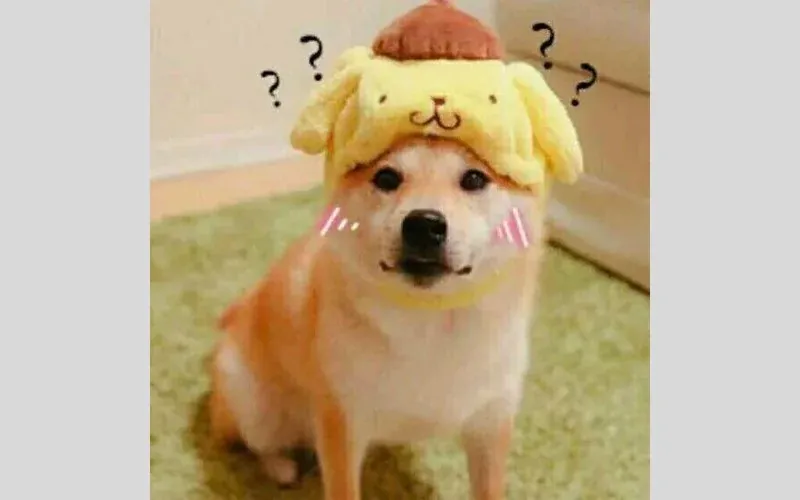 60+ ảnh meme con chó hài hước khiến bạn cười ngập bụng · ảnh 2