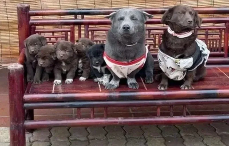 60+ ảnh meme con chó hài hước khiến bạn cười ngập bụng