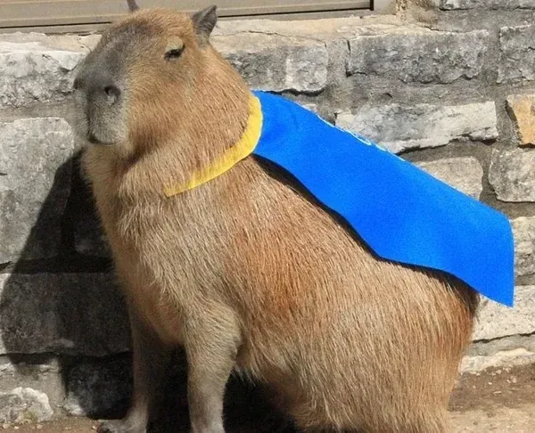 99+ hình ảnh capybara cute chất lượng cao siêu đáng yêu · ảnh 2