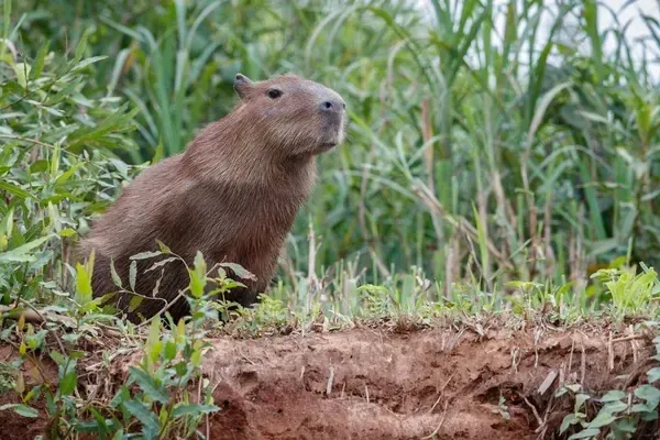 99+ hình ảnh capybara cute chất lượng cao siêu đáng yêu · ảnh 3