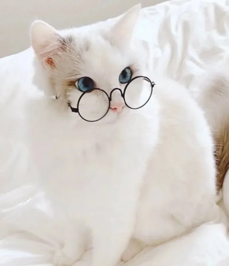 Tuyển tập 100+ avatar mèo cute siêu đáng yêu · ảnh 1
