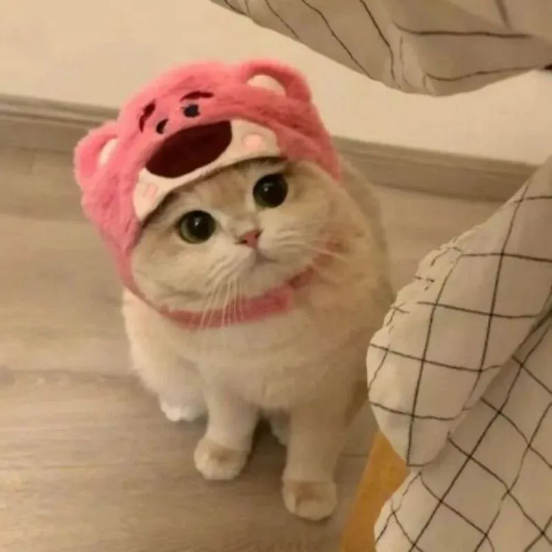Tuyển tập 100+ avatar mèo cute siêu đáng yêu · ảnh 2