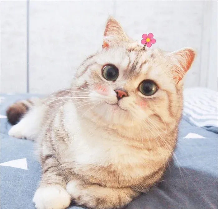 Tuyển tập 100+ avatar mèo cute siêu đáng yêu · ảnh 3