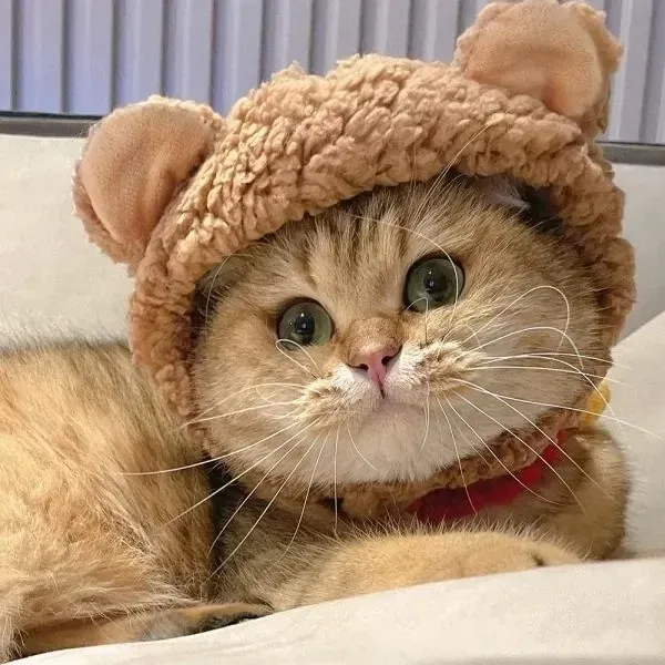 Tuyển tập 100+ avatar mèo cute siêu đáng yêu